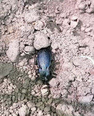 Carabus praecellens