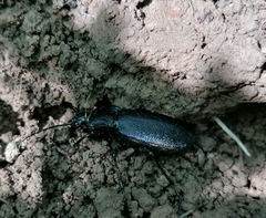 Carabus praecellens