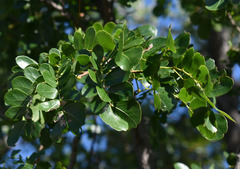 Cathormion umbellatum