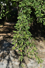 Excoecaria parvifolia