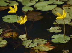 Nymphoides crenata