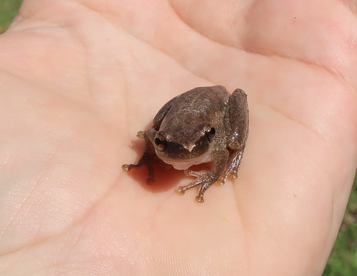 Litoria congenita observed 2022-05-19