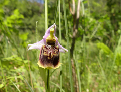 Ophrys fuciflora