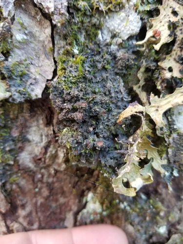 Leptogium laceroides image