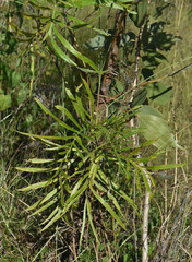 Grevillea pteridifolia