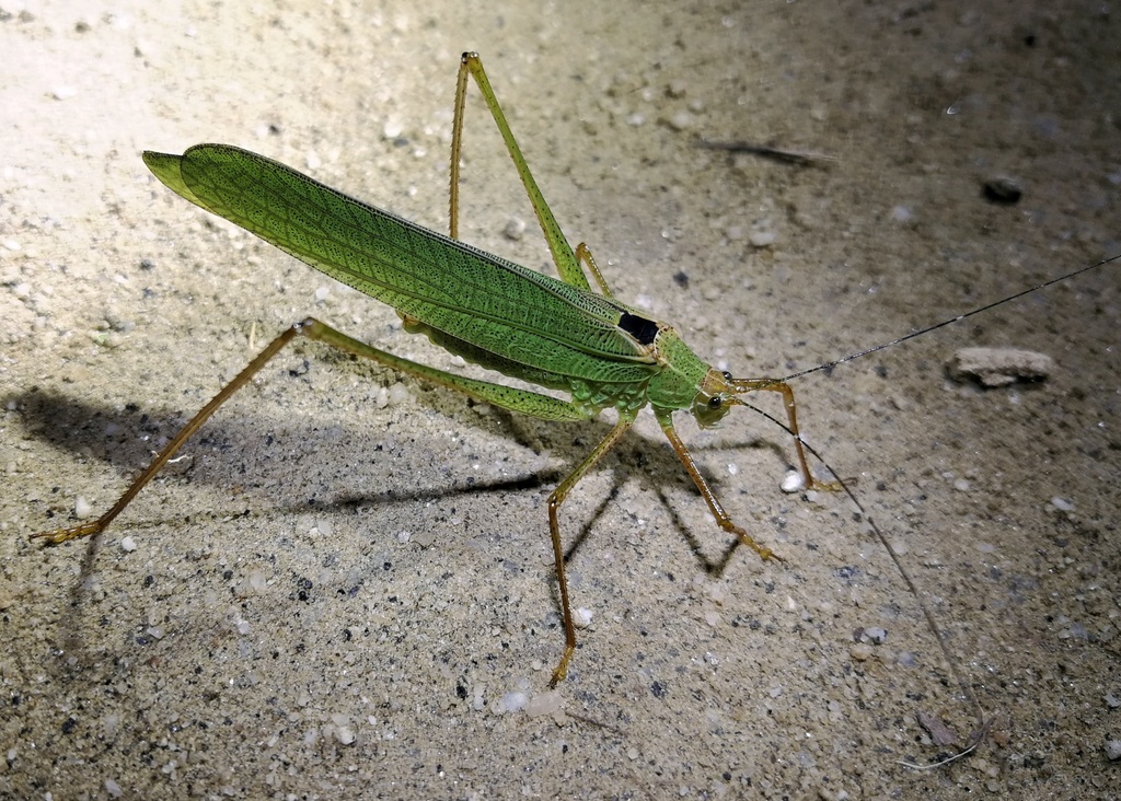 Orthelimaea trapezialis