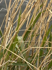 Phragmites australis
