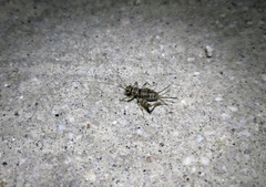 Speonemobius bifasciatus