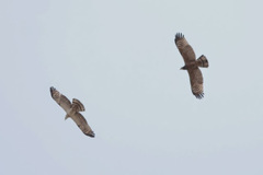 Pernis ptilorhynchus orientalis