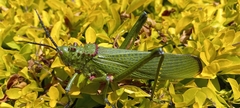 Phymateus viridipes