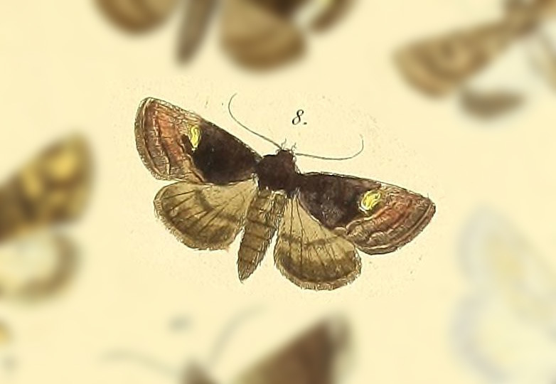 Tracheplexia amaranta
