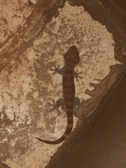 Gekko gecko