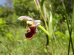 Ophrys fuciflora