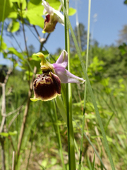 Ophrys fuciflora