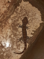 Gekko gecko