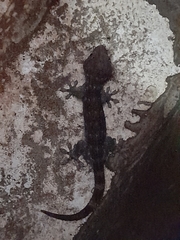Gekko gecko