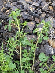 Melilotus