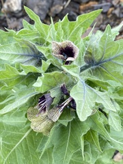 Hyoscyamus niger