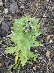 Hyoscyamus niger