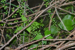 Galium tinctorium