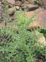 Carduus acanthoides