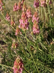 Onobrychis supina