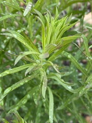 Linaria vulgaris