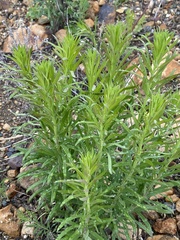 Linaria vulgaris
