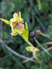 Ophrys insectifera aymoninii