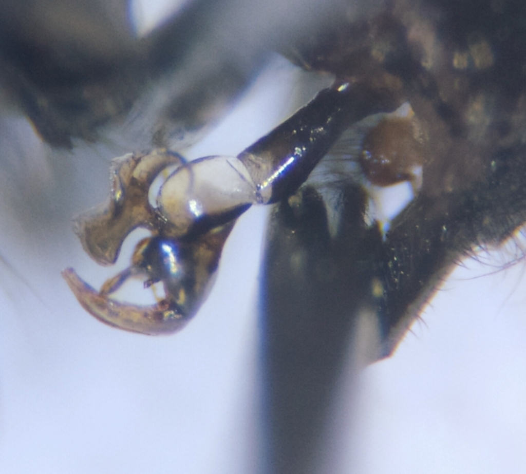 Flesh fly