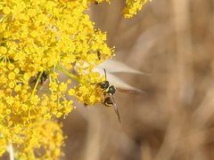 Eumenes mediterraneus
