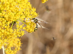 Eumenes mediterraneus