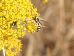 Eumenes mediterraneus