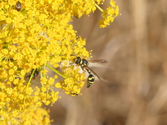 Eumenes mediterraneus