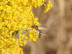 Eumenes mediterraneus
