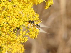 Eumenes mediterraneus