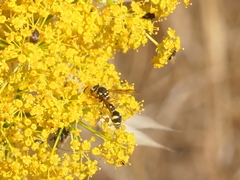 Eumenes mediterraneus