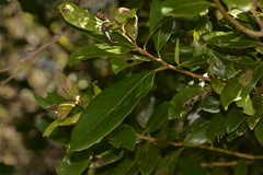 Litsea australis