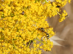 Eumenes mediterraneus