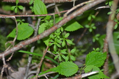 Galium tinctorium
