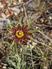 Tragopogon crocifolius