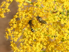 Eumenes mediterraneus