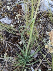 Tragopogon crocifolius