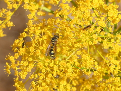 Eumenes mediterraneus