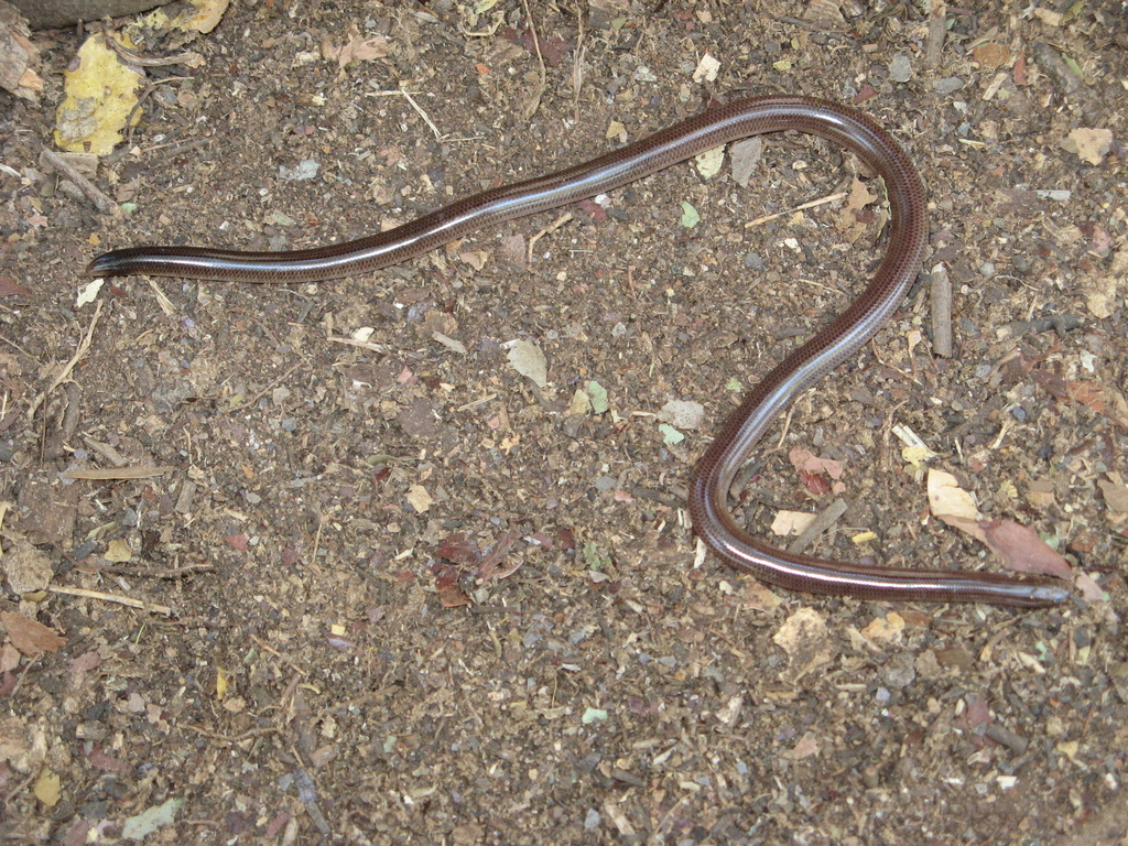 Kimberley Shallow-Soil Blind Snake
