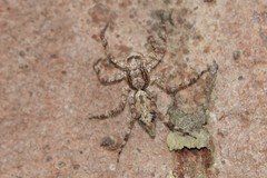 Phaeacius malayensis