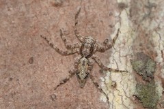 Phaeacius malayensis