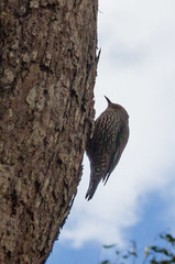 Climacteris erythrops