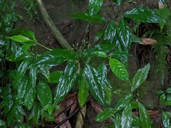 Tarenna gracilipes