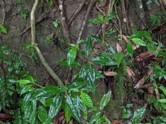 Tarenna gracilipes
